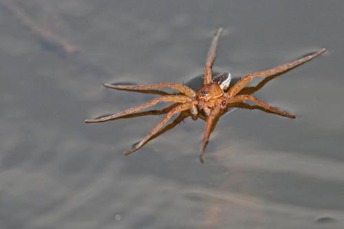 Dolomedes sp.